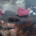 red_shrooms