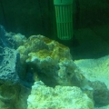 brown_algae