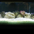 cycling the tank