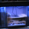 garden variety sump