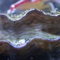 Gigas 3