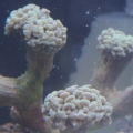 Hammer Coral