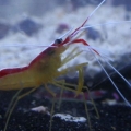 Cleaner shrimp :)