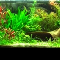 Freshwater planted