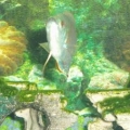 dwarf gourami