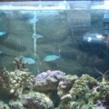 chromis are a great addition to the tank