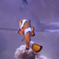 Clown 3
