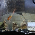 15 gal