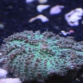 Frilly Shroom