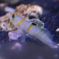 Randall