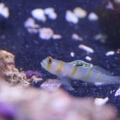 Randall 2