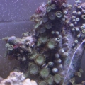 Shrimp and zoos