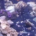 Side tank shot