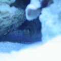 Randall's goby
