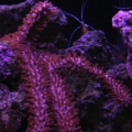 gorgonian