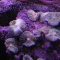 the shrooms