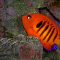 Flame Angelfish