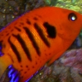 Flame Angelfish