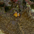 Head-on view of clown in anemone