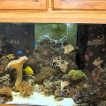 OmarD Tank 2007