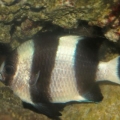 Black and White Damsel