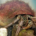 Crabby