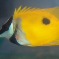 Foxfaced Rabbitfish