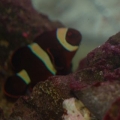 Maroon Clown