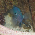 R.I.P. Big Blue 12/02-10/22/07