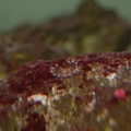Not anemone, the red stuff on my rock.