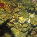Baby Mexican? Turbo Snails