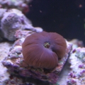 Pissed off frilly shroom