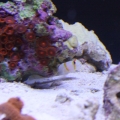 Randall