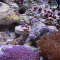 Sexy shrimp