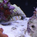 Randall