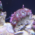 Toxic Spill Micro
