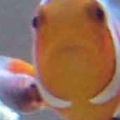 critter on clownfish