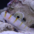 Fishtanks_035