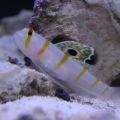 Fishtanks_034
