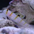 Fishtanks_033