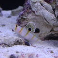 Fishtanks_032
