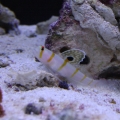 Fishtanks_0201