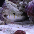 Fishtanks_0101