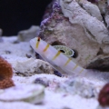 Fishtanks_015