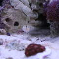 Fishtanks_0081