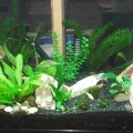 My Aquarium and DIY Stand