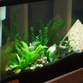My Aquarium and DIY Stand