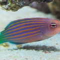 Sixline Wrasse