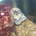 what type of snail is it???