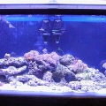 55 Gallon Tank